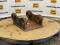 51806-Link-Belt 240LX Top Cap-3