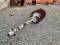 51733-22%22 Pengo Auger Bit-1