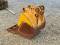51754-30%22 Cat 446D Bucket-4