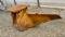 51687-18%22 x 72%22 JD 710D Trapezoid Bucket-5