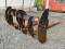 51664-CAT Fusion Loader Forks-2