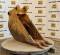 52195-18%22 Cat 312 Bucket-1